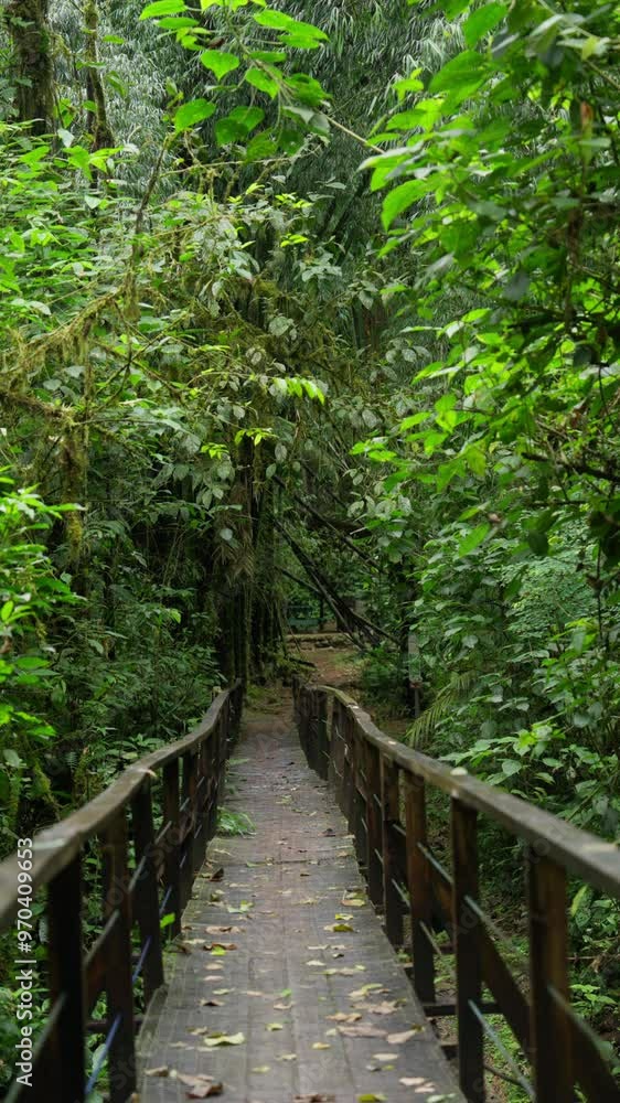 Puente de madera en el bosque rodeado de mucha vegeteación Puente de madera en el bosque rodeado de mucha vegeteación