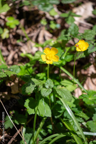 Two yellow flowers are in a field of green grass