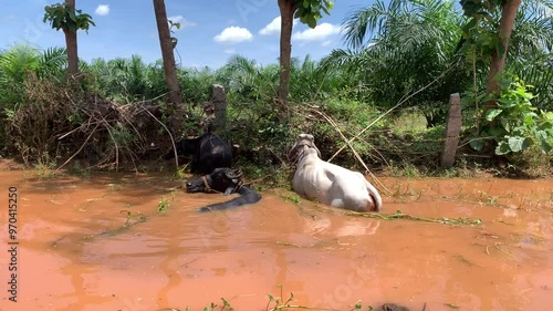 italian mediterranan buffalo and cows in mud lake photo