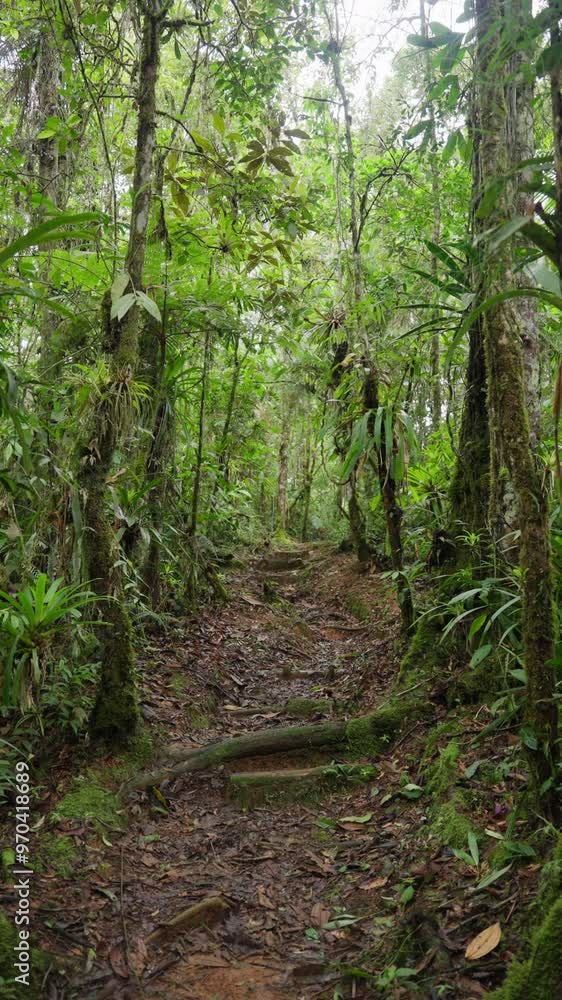 Sendero en medio del bosque tropical rodeado de mucha vegetación Sendero en medio del bosque tropical rodeado de mucha vegetación