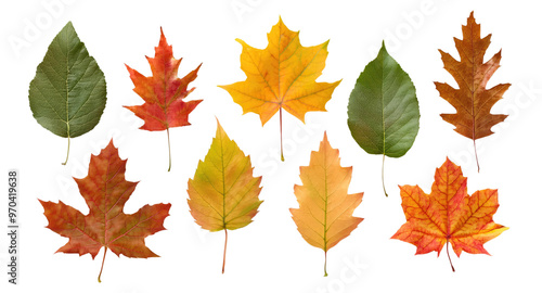 Colorful Autumn Fall Leaves Collection Isolated on Transparent Background