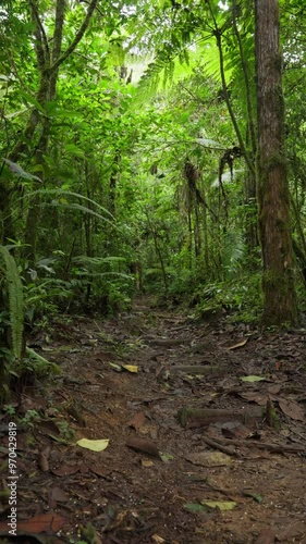 Sendero en medio del bosque tropical de Costa Rica photo