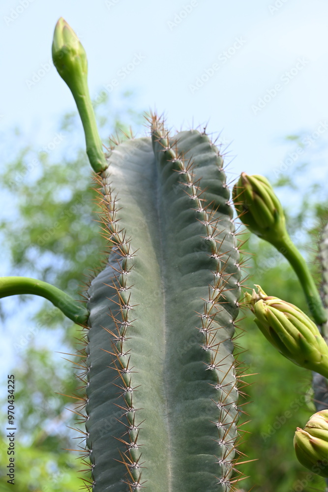 Naklejka premium White cactus flower in desert. This is a desert plant. Along with the thorn, its beautiful flowers also bloom. It is a native plant of America and grows in desert and drought area with hot and sunny.