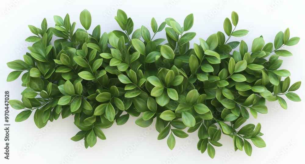 Lush green leaves on a white background. Lush green leaves on a white background.