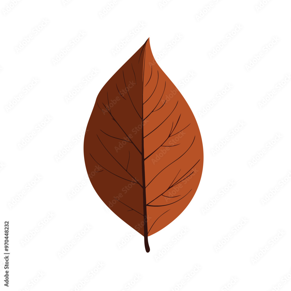 Isolated vector of autumn leaf Isolated vector of autumn leaf