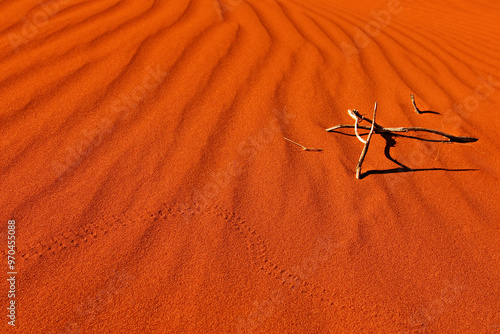 Foto Rippled red sand dune with animal track in central Australia