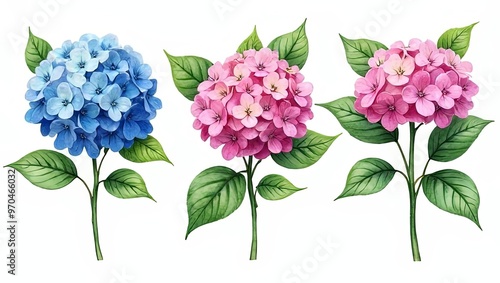 Watercolor Floral Arrangement of Blue and Pink Hydrangeas with Green Leaves on White Backdrop