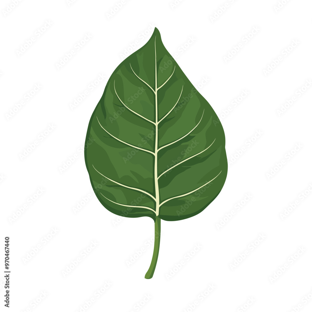 Vector illustration of a green leaf Vector illustration of a green leaf