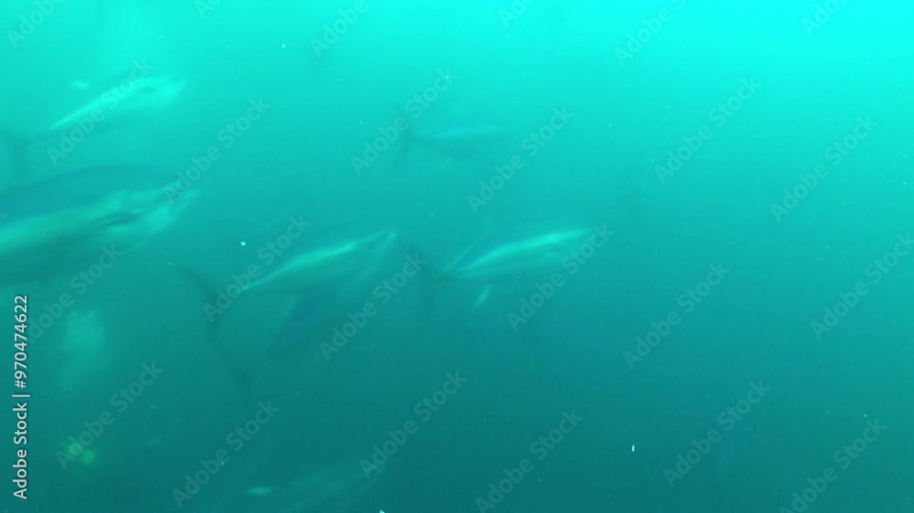 school of tuna fish underwater wildlife ocean scenery marine life school of tuna fish underwater wildlife ocean scenery marine life