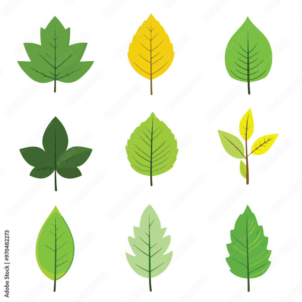 Set of green leaves, isolated on a white color background Set of green leaves, isolated on a white color background