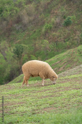 Wallpaper Mural Brown sheep are eating grass. Torontodigital.ca