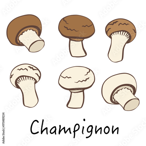 Champignons, mushroom set in hand-drawn, doodles style for kitchen, cooking blog, farmers grocery store, package, poster design online shop.