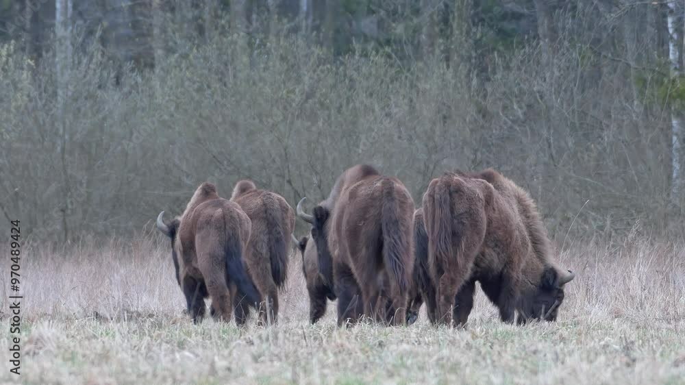 Herd of bison grazing in grassy landscape, wild animals.