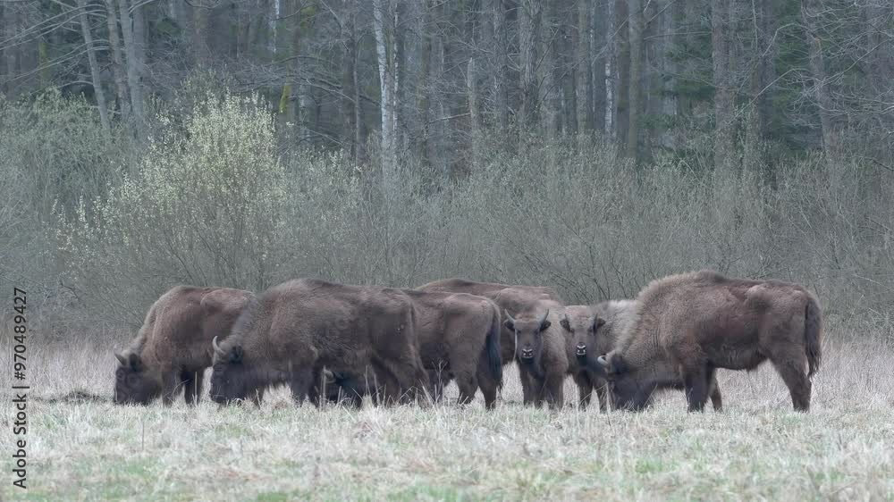 A herd of wild European bison walking and grazing in the Białowieża Park Area A herd of wild European bison walking and grazing in the Białowieża Park Area