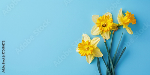 Bright Yellow Narcissus Flowers Scattered on Blue Background