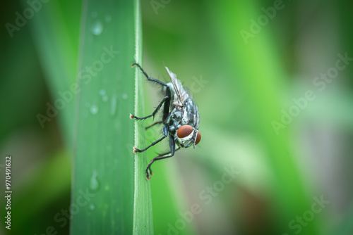 Sarcophaga carnaria, the housefly perched on green grass photo