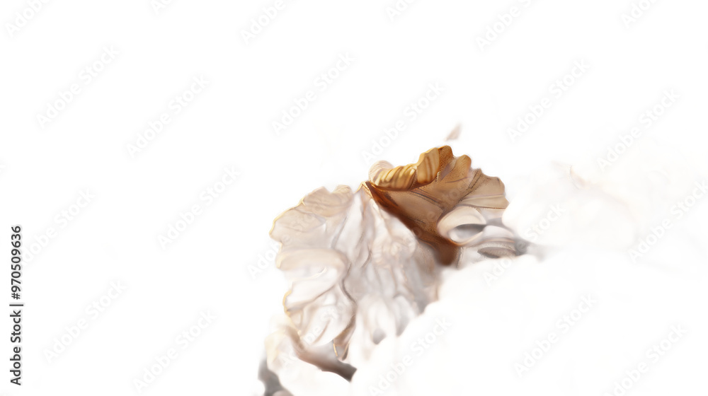 A close-up of shelled walnuts with a transparent background. A close-up of shelled walnuts with a transparent background.