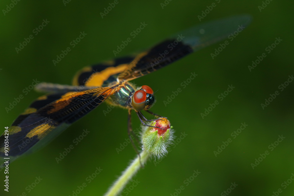 Naklejka premium dragonfly Macro of a dragonfly on a green leaf.