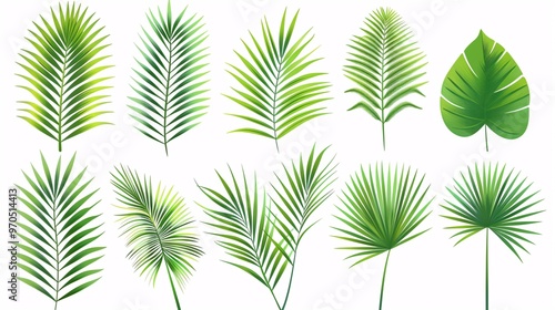 2. A collection of Phoenix palm leaves in a tropical leaves vector set, displayed on a clean white background. Each leaf is presented in a flat vector design, with smooth lines and varying shades of