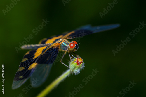 Wallpaper Mural dragonfly Macro of a dragonfly on a green leaf. Torontodigital.ca
