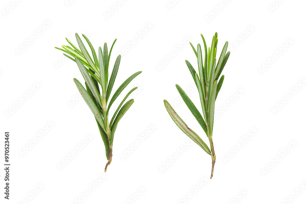 Fototapeta premium Rosemary on a transparent background. Two branches of rosemary.