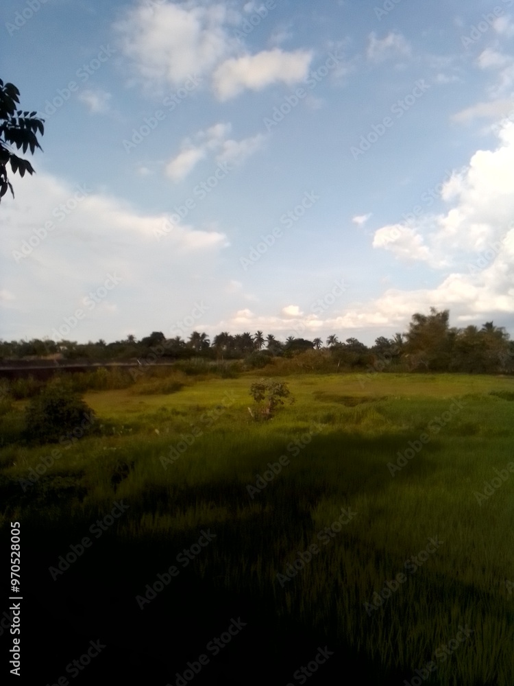 Fototapeta premium landscape with trees