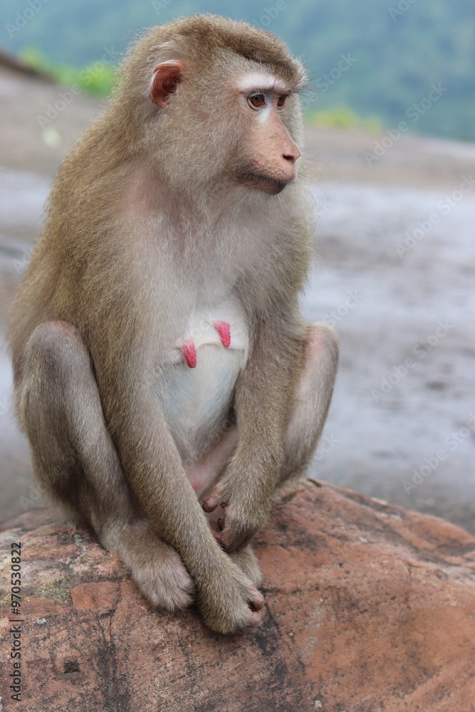 Fototapeta premium Monkey sitting on a rock in the forest of Thailand.