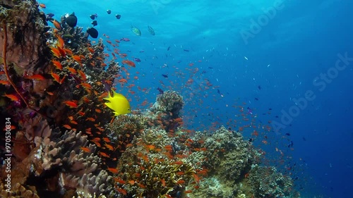 Pointing upward on coral bommie in the Blyth Waters of Fiji. Lots of colorful Anthias (Anthiinae) with larger fish above. The surface is visible and the blue water on the right. photo