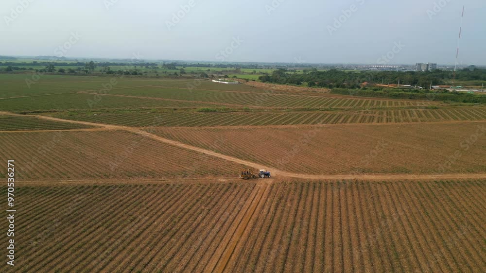 Aerial Wide View of Newly Planted Sugar Cane Field in the Mourning. Ascending Shot Aerial Wide View of Newly Planted Sugar Cane Field in the Mourning. Ascending Shot