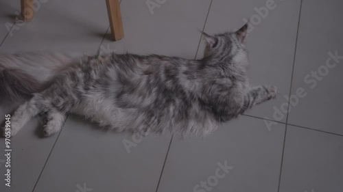 A grey female Maine Coone is looking around on the floor. photo