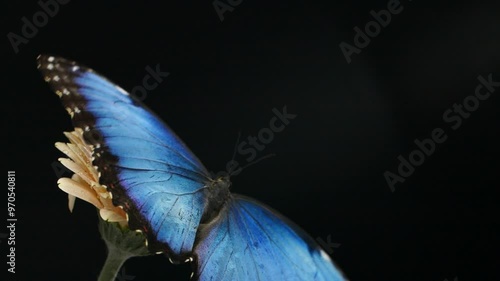 Slow motion beautiful blue silk morpho butterfly opening wings on daisy flower