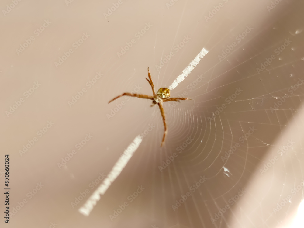 With eight eyes gleaming in the sunlight, a golden spider sits motionless at the hub of its perfectly symmetrical web. With eight eyes gleaming in the sunlight, a golden spider sits motionless at the hub of its perfectly symmetrical web.