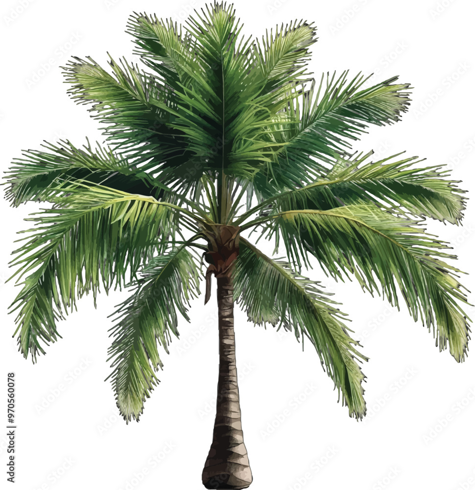 Palm Tree Vector Illustration Image Palm Tree Vector Illustration Image