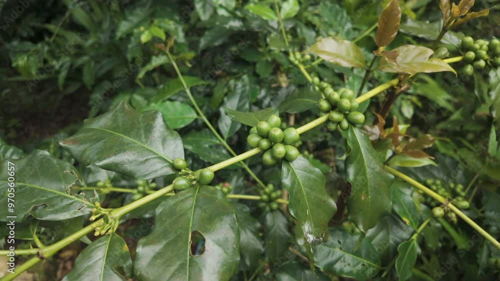 close up to soft focus of green raw Arabica coffee on coffee Plant in the big forest, at chiang mai thailand, in the rain season, 100% organic coffee that awakens with the forest and nature, 4k video
close up to soft focus of green raw Arabica coffee on coffee Plant in the big forest, at chiang mai thailand, in the rain season, 100% organic coffee that awakens with the forest and nature, 4k video