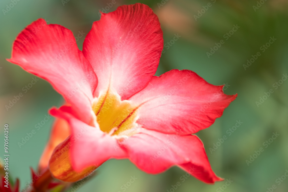 Close up of pink flowers Adenium Desert roses, Mock Azalea, Adenium multiflorum, Impala Lily are blooming in the garden. Close up of pink flowers Adenium Desert roses, Mock Azalea, Adenium multiflorum, Impala Lily are blooming in the garden.
