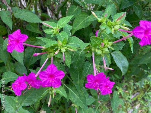 flowers,red,yellow,plants,moth