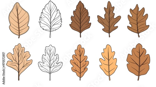 Simple isolated oak, maple, rowan leaf set in line style with light and dark brown blurs on white background for webs, posters, cards 