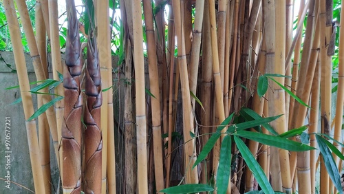 bamboo forest background