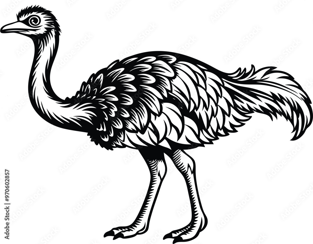 illustration of a ostrich illustration of a ostrich