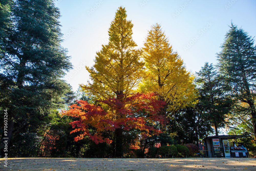 Naklejka premium 日本の風景・秋 東京都北区 紅葉の旧古河庭園