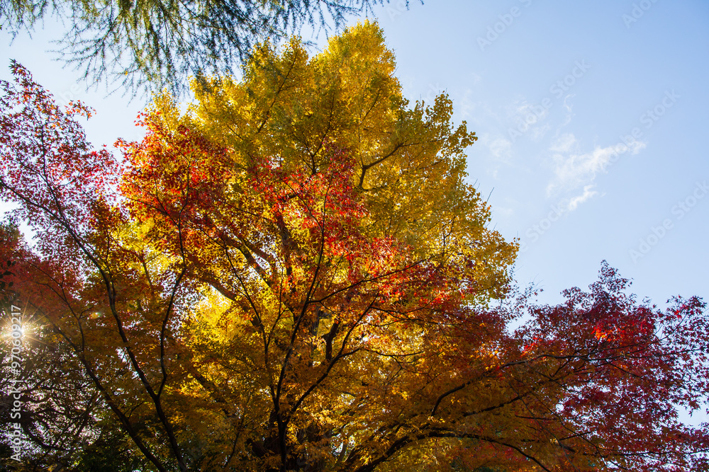 日本の風景・秋 東京都北区 紅葉の旧古河庭園 日本の風景・秋 東京都北区 紅葉の旧古河庭園