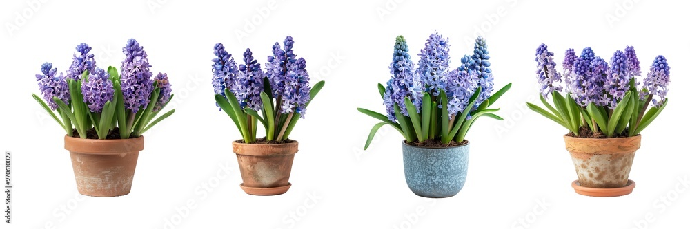 Collection of heacinth isolated on transparent background. Generated ai Collection of heacinth isolated on transparent background. Generated ai