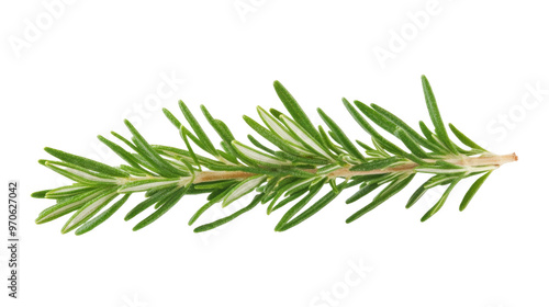 Rosemary Isolated on Transparent Background PNG