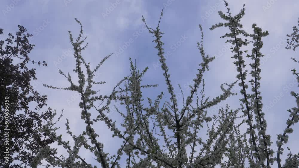 Top of a blooming mirabelle tree, fruit blossoms at dusk Top of a blooming mirabelle tree, fruit blossoms at dusk