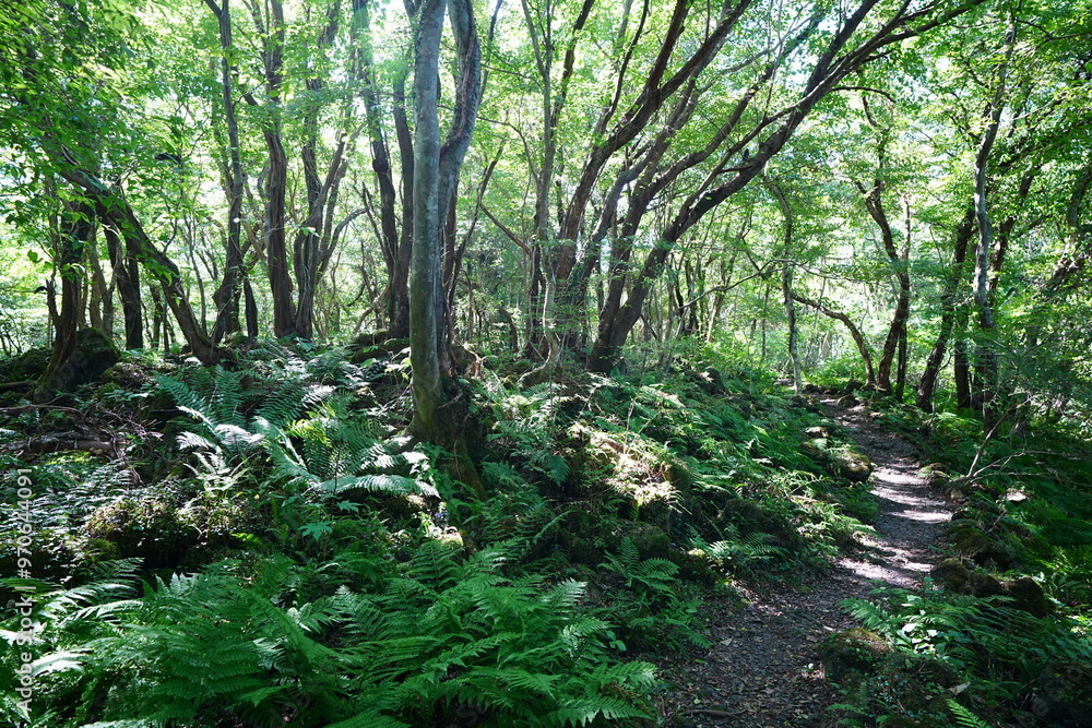 Fototapeta premium fine path in sunny autumn forest