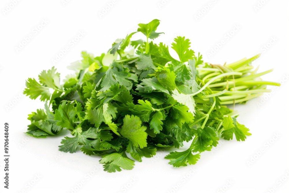 A fresh Coriander and Coriander Power isolated on white A fresh Coriander and Coriander Power isolated on white