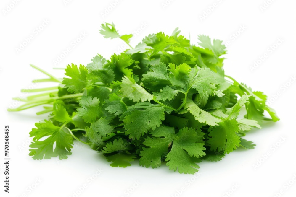 A fresh Coriander and Coriander Power isolated on white A fresh Coriander and Coriander Power isolated on white