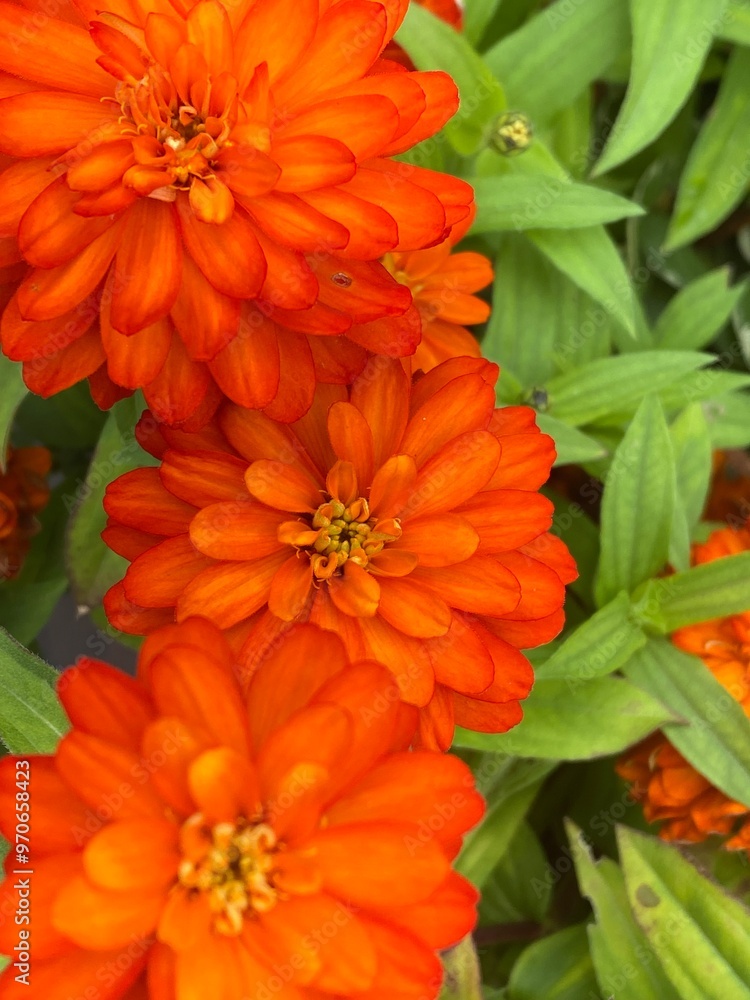 orange dahlia flower orange dahlia flower