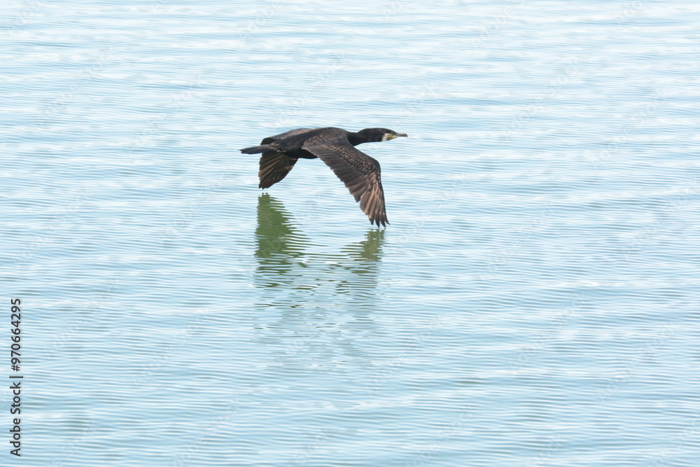 Fototapeta premium cormorano