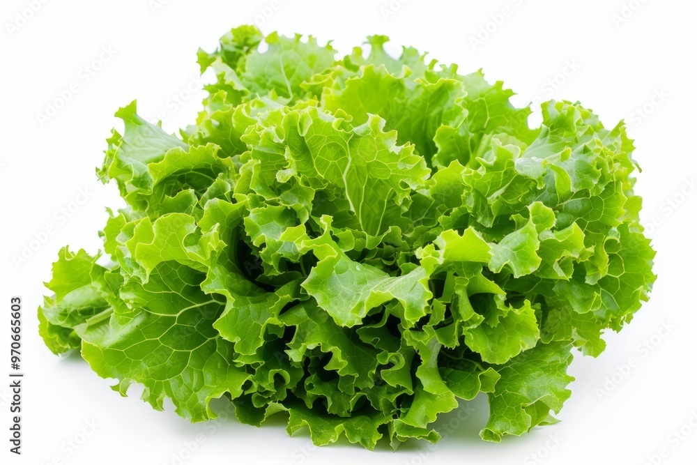 A fresh Lettuce isolated on white A fresh Lettuce isolated on white